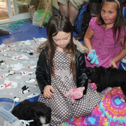 Bernese Mountain Dog Puppies from Baby Bear Bernese Kennel