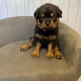 Orange girl - Black and mahogany female Rottweiler puppy in Reno, California from VHF