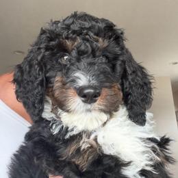 Oreo-F1b Mini - Tri-color male Bernedoodle puppy in Wayland, Michigan from Gun Lake Bernedoodles