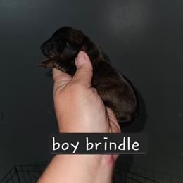 Boy 1 - Brindle male Dachshund puppy in Lansing, Michigan from Black Thunder 517 Dachshunds and frenchies