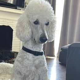 Bailey - Poodle