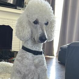 Bailey - Poodle