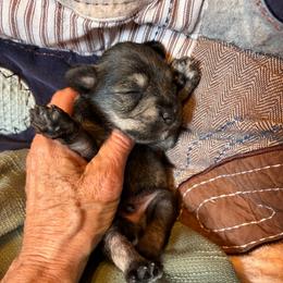 Jasper - Salt and pepper male Miniature Schnauzer puppy in Colorado Springs, Colorado from Spice Mountain Puppies
