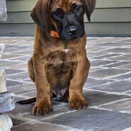Fergus - Rd whtn blk nose male Rhodesian Ridgeback puppy in Gaffney, South Carolina from Circle D Farms