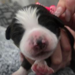 Freckles - Black tri female Miniature American Shepherd puppy in Santa Rosa, California from BennettValleyAussies