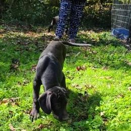 Great Dane Puppies from Trisha Self's Great Danes