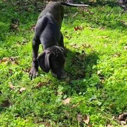 Great Dane Puppies from Trisha Self's Great Danes