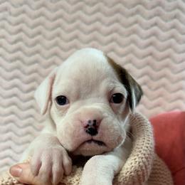 Luna - White female Boxer puppy in Elyria, Ohio from Just-A-Wyn Boxers
