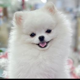 Snuggles - Pomeranian