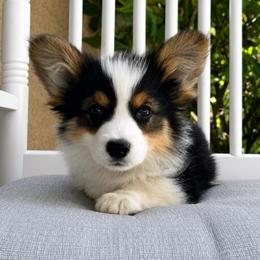 Meatball (fluffy) - Black and tan male American Corgi puppy in East Oakdale, California from Rhettro Kennels