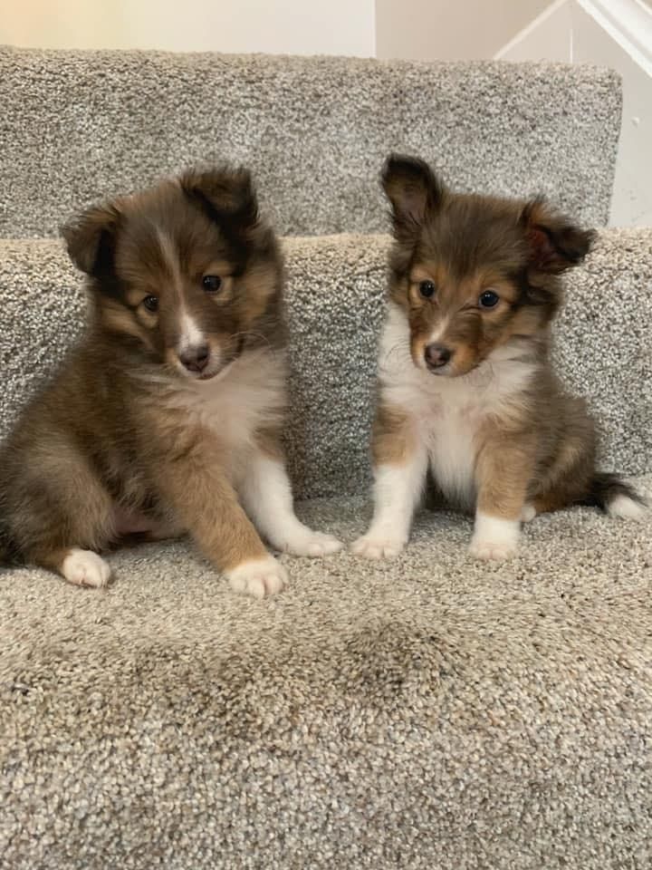 Southern 2024 belle shelties