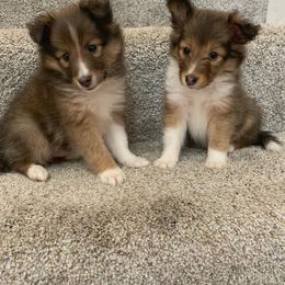Shetland Sheepdog Puppies from Southern Charm Sheltie’s