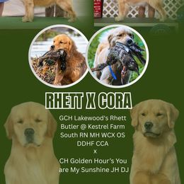 Golden Retriever puppies from Golden Hour Golden Retrievers