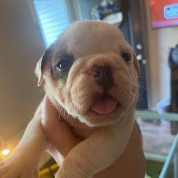 Ben - Blue tri-color male Bulldog puppy in Seneca, South Carolina from Burrell’s Bulldog Kingdom