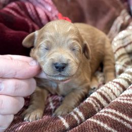 Cranberry - Red  female Goldendoodle puppy in Wharton, Texas from Little Fur Friends