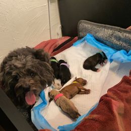 Schnoodle Puppies from Noodle Tings Puppies