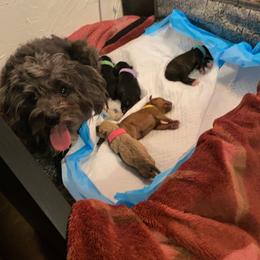 Schnoodle Puppies from Noodle Tings Puppies