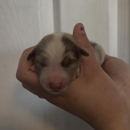 Annie - Blue merle female Miniature Australian Shepherd puppy in North Lakeport, California from Wild Rose Ranch