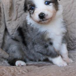 Zapps - Blue merle male Australian Shepherd puppy in Laurel, Mississippi from Reeves Australian Shepherds
