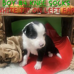 Boy 4 - Black and white male Border Collie puppy in Wakeman, Ohio from Sandstone Ridge Kennels