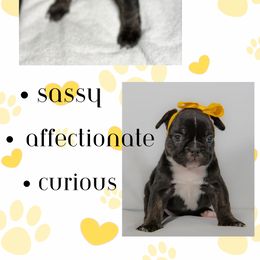 French Bulldog Puppies from Faux Real Frenchies