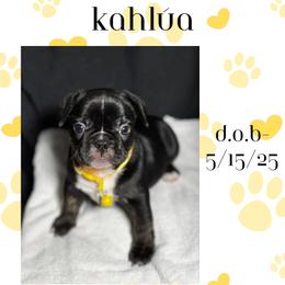 French Bulldog Puppies from Faux Real Frenchies