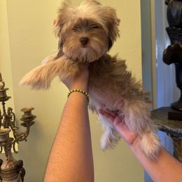 Liora - Chocolate, tan and white female Yorkshire Terrier puppy in Naples, Florida from 🤎 Dreaming Puppies 🐶