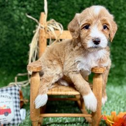 Beautiful Bella - Parti female Goldendoodle puppy in Willacoochee, Georgia from Kitandkboodle's Doodles