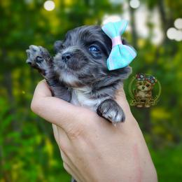 Korean Merle Te Fiti - Merle female Morkie puppy in Barren Springs, Virginia from Seeking Shalom Acres Maltese, Maltipoos & Havamalts