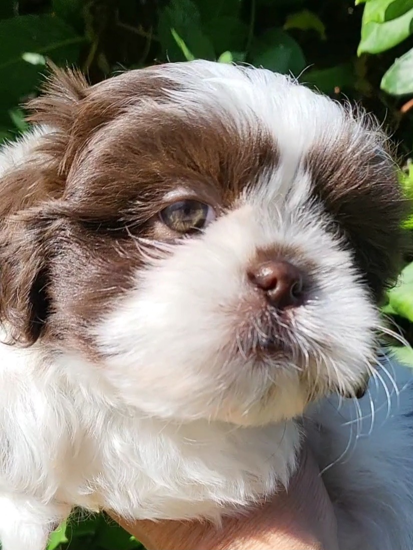 Poodles and Shih Tzus from Paws Of Beauty