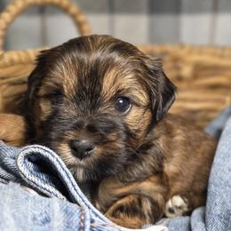 Shih Tzus and Yorkshire Terriers from Real life Teddybears