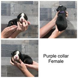 Purple Collar Female - Black rust and white female Bernese Mountain Dog puppy in Collinsville, Texas from Berner Dynasty