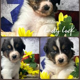 4 Lady Luck, BTF - Black tri-color female Australian Shepherd puppy in Huntington, Texas from JKKJ Farms, LLC