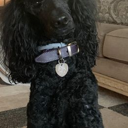 Poodles from Home Safe Dog Care