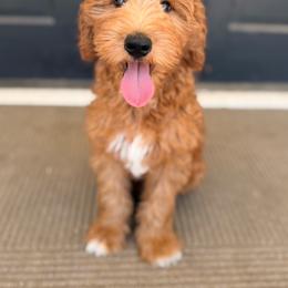 Valor - Apricot male Goldendoodle puppy in Modesto, California from Central Valley Canine Companions