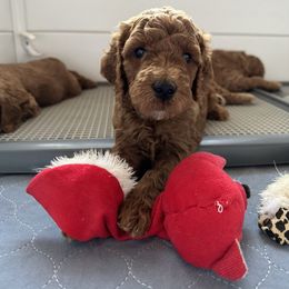 Goldendoodle Puppies from Doodle Paws Az