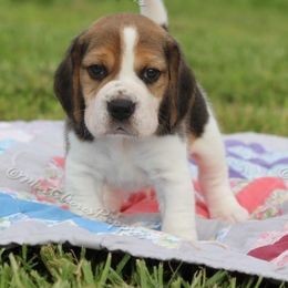 Beagle and Boston Terrier Puppies from Marti Acres ~ Boston Terrier & Beagles