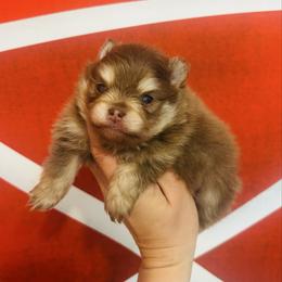 Schnitzel - Chocolate and tan male Pomeranian puppy in Buck Valley, Pennsylvania from Buck Valley Pomeranians