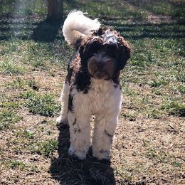 Huxley - Australian Labradoodle
