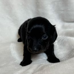 Girl 2 - Dapple female Dachshund puppy in Allenhurst, Georgia from B’s Dapper Dachshunds