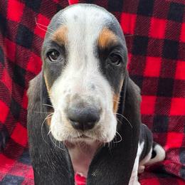 Yoko - Black tan and white female Basset Hound puppy in Cleveland, Tennessee from Smokey Mtn Bassets