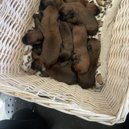 Girl 5 - Wheaten female Soft Coated Wheaten Terrier puppy in Dragoon, Arizona from Wild West Wheatens