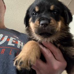 Blue boy - Black and mahogany male Rottweiler puppy in Colorado Springs, Colorado from Von Locher Rotties