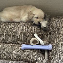 Boy 2 - Golden male Golden Retriever puppy in Mesa, Arizona from Verona Goldens