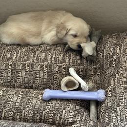 Boy 2 - Golden male Golden Retriever puppy in Mesa, Arizona from Verona Goldens