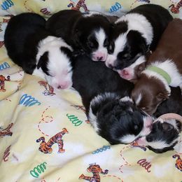 Australian Shepherd Puppies from Purple Tyger Creations