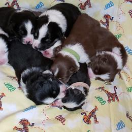 Australian Shepherd Puppies from Purple Tyger Creations