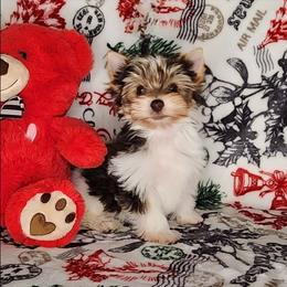 AKC Puppy Boy 4 Digger - Parti male Yorkshire Terrier puppy in Sequim, Washington from Spirit Valley Family