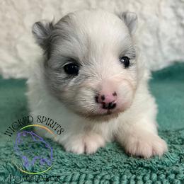 AKC DAKOTA - Blue merle male Pomeranian puppy in Watkins Glen, New York from Wicked Spirits Pomeranians