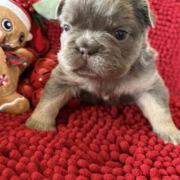 French Bulldog Puppies from S-D Frenchies